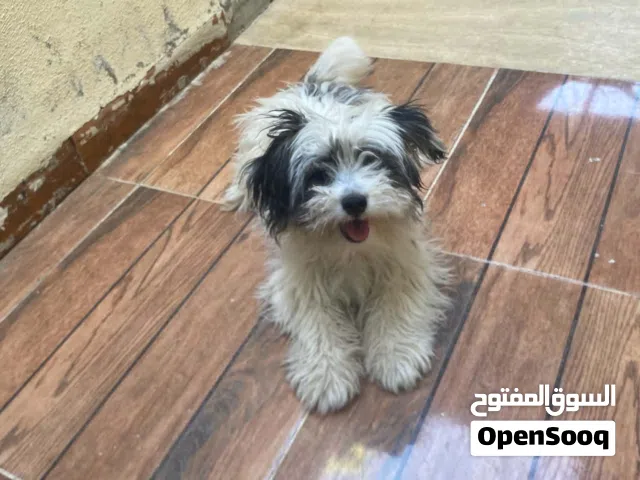 للبيع مالتيز