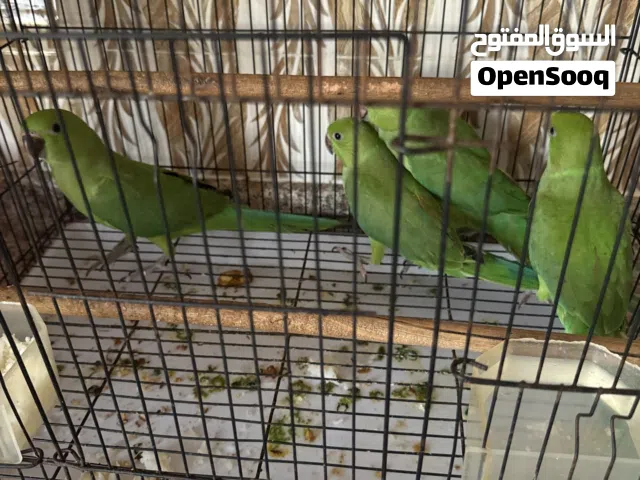 ببغاء للبيع اليف أعمارهم من 3اشهر إلى 4اشهر