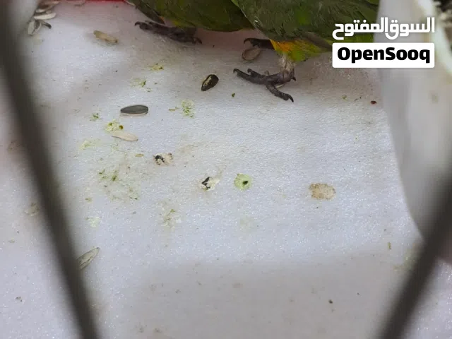كوبية سنغالي نضيفة