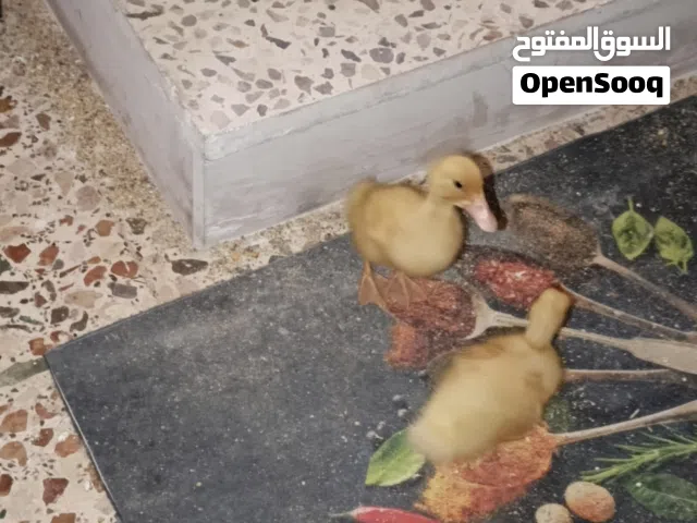 two baby ducks
