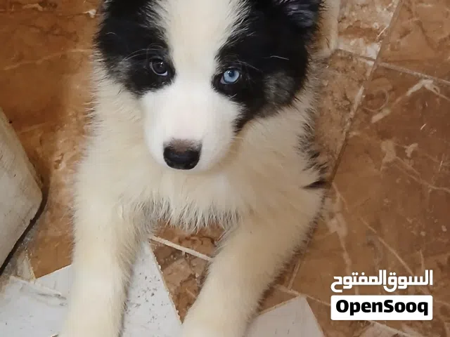 جراوي هاسكي الاسكا العمر شهرين تم تطعيمها الخماسي بنت