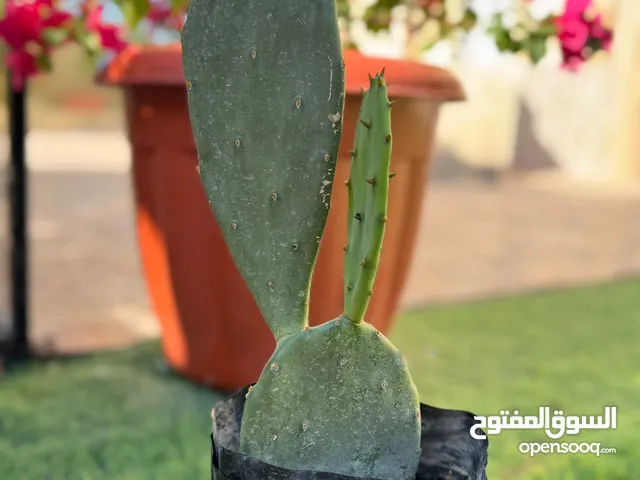 اشجار صبار جاهزه للزراعه