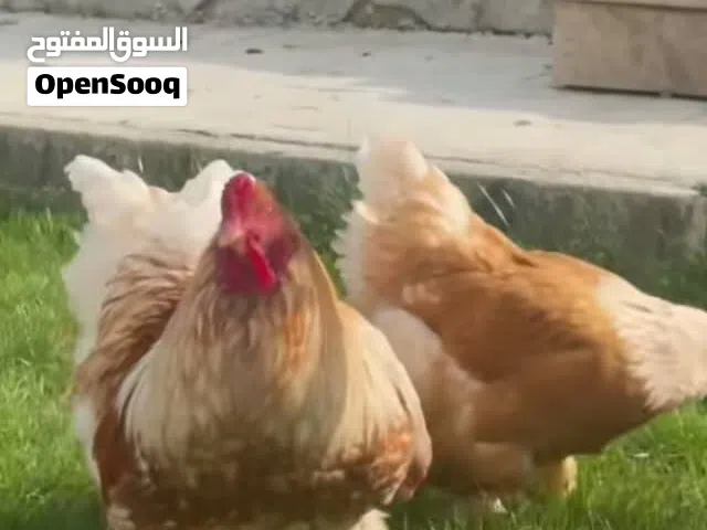 بيض دجاج برهما عملاق اللون وحجم الله يبارك