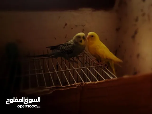 بيريش للبيع