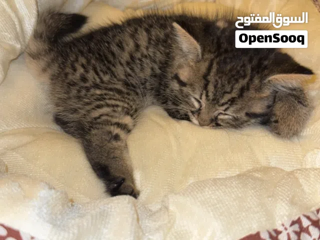 قط للبيع ذكر عمره شهرين