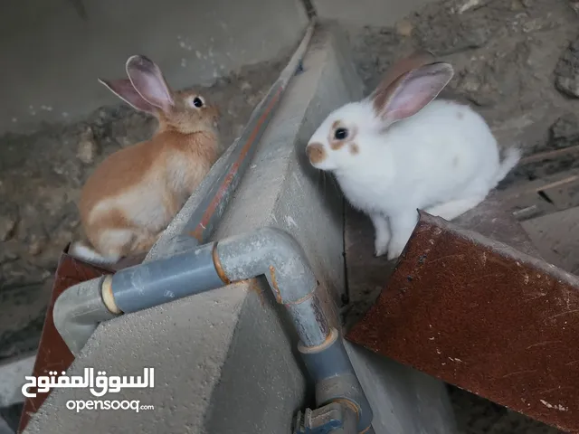 ارانب فرنسي مهجن بلدي نخب عمر شهر
