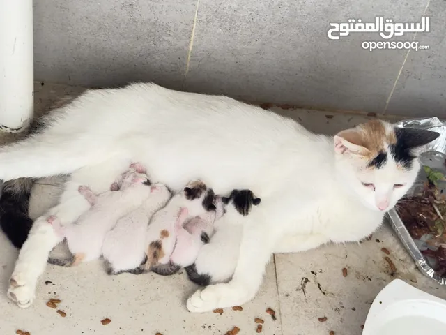 قطة مع خمس صغار