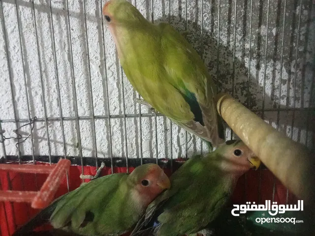 3. فراخ  روز صحه ونضافه       عمر ثلاث شهور ونص          سعر الحبه 10 بدون  قفص  اااااااااااااا