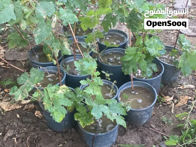 شتلات عنب اخضر