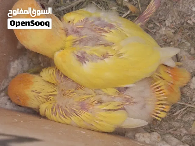 زوز كوبيات اورنج ربي يبارك كل كوبيه تحتها 2 مشاءالله صبغه وحجم جامبو