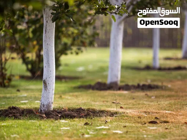 طلاء الجير الحماية من الآفات والمؤثرات البيئية