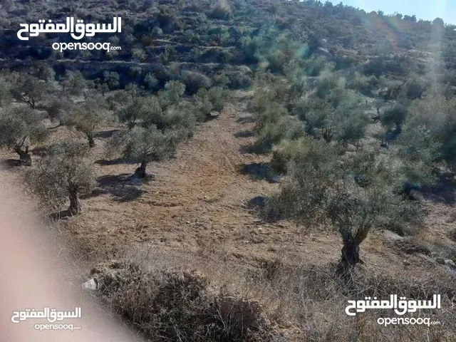 ارض للبيع في صوريف خلة ابو سليمان