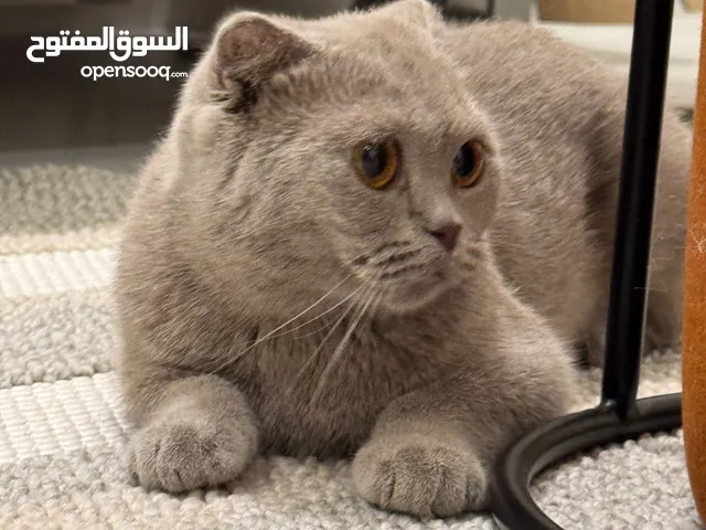 قط سكوتش فولد