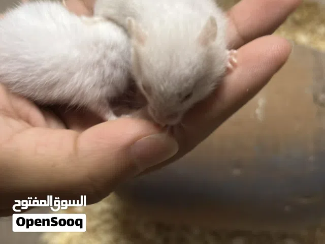هامستر سوري العمر 16 يوم اليف