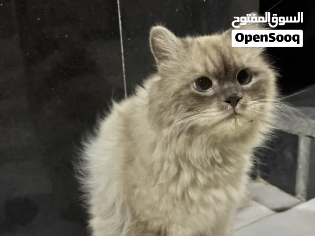 قطه الهيمالايا