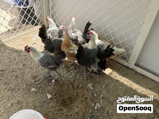 للبيع دجاج فرنسي  دجاج فيومي