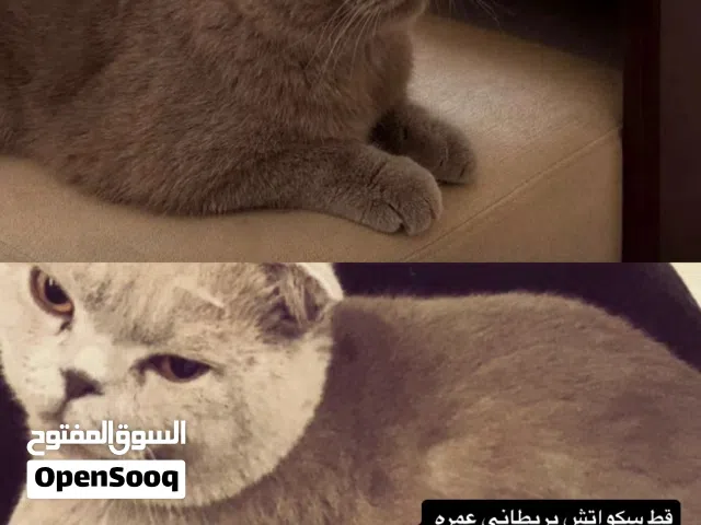 قط جميل بلون الرصاصي ذكر