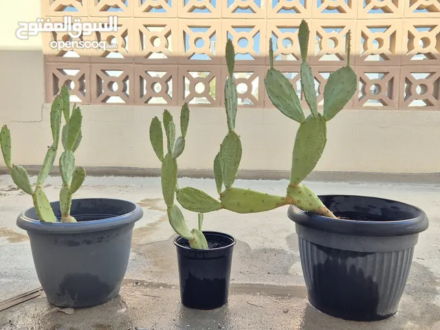 Cactus plants three vases نبات الصبار