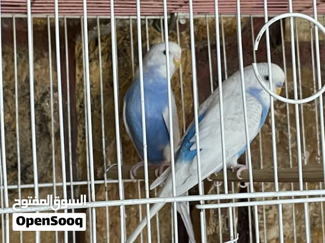 عصافير حب ببغاء