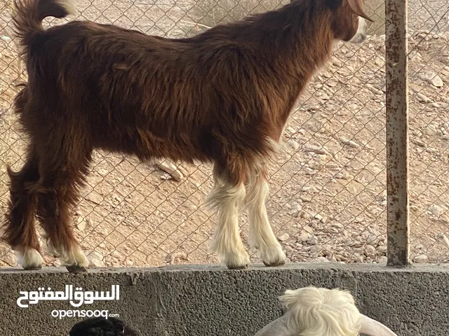 ذبائح دار خرفان و سخلان