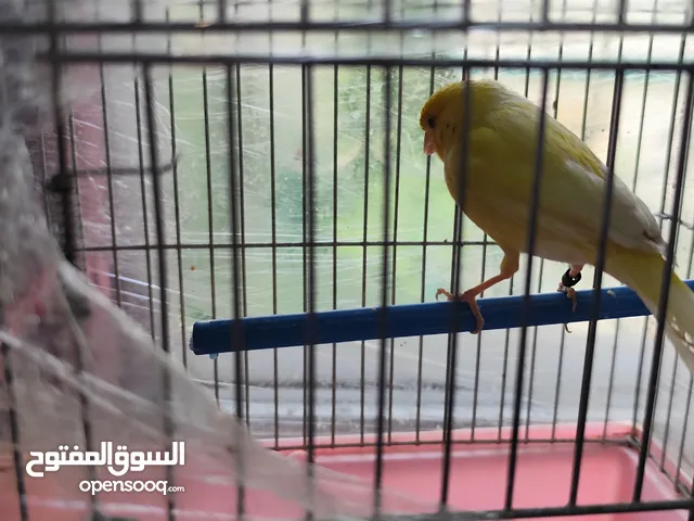 طيور كناري للبيع جوز الطيرة صفراء والفحل جزري تحتهم بيض وفحل لون جزري الفحول عبارة عن كسارات