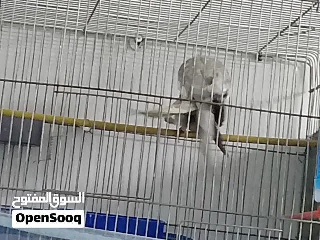 جوز كوكتيل وايت فيس