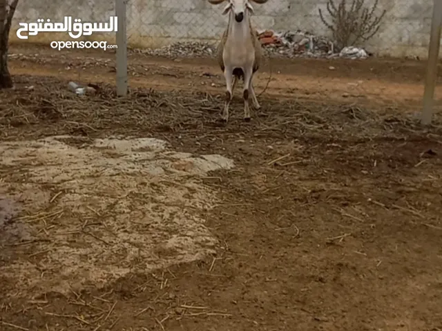 فحل من سلالة سردية أصيل