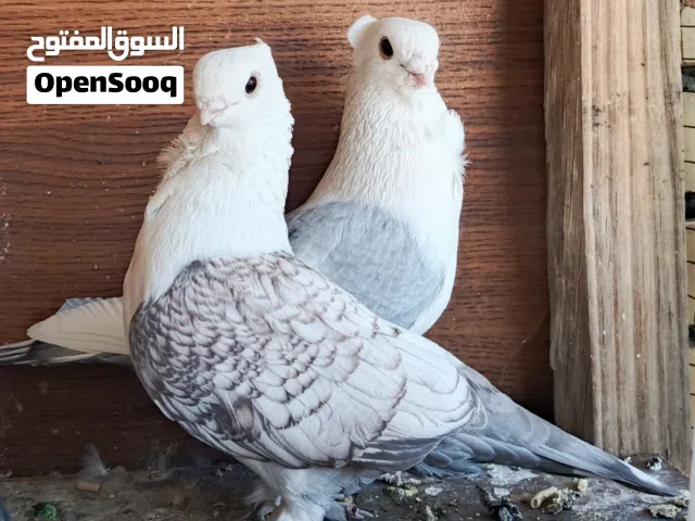 زوج ستلايت نقي درجه اولى تطريز و ضخامه قجم على وجه بياض