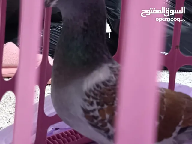 طير حمام فحل مقرفل