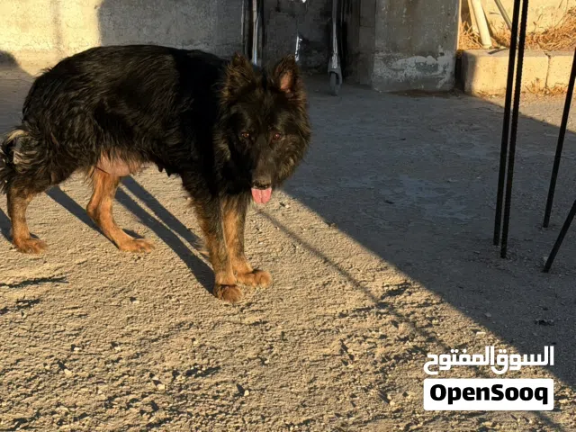 متاح انثى جيرمن العمر سنتين
