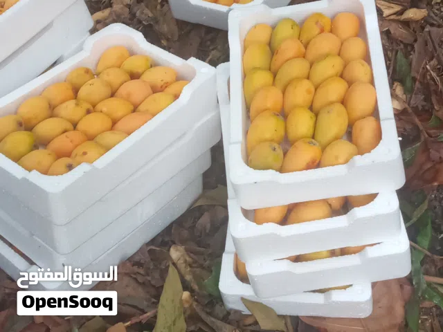 اسكدنيا حبه جامبو طازجة يوميا للبيع