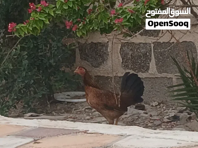دجاج كويتي للبيع خط اول