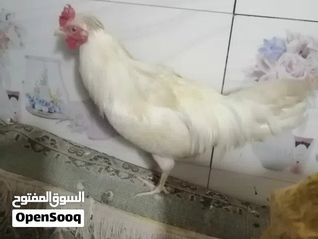 ديج قزم البيع