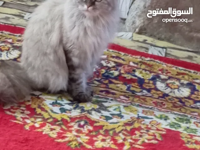 قط للتبني هملايا