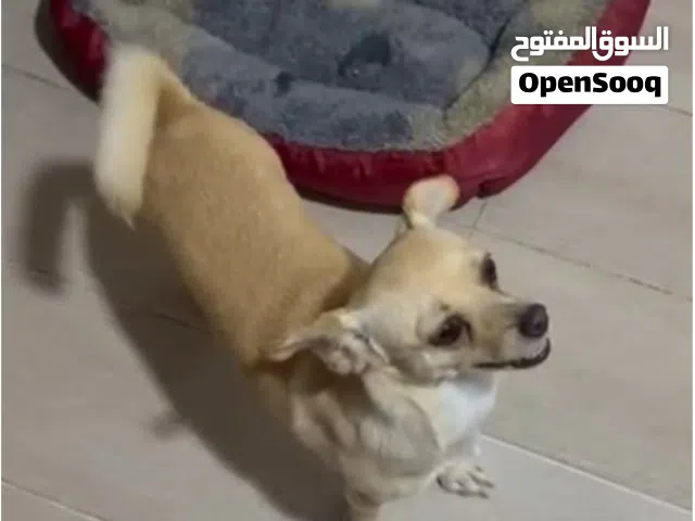 CHIWAWA CREAM