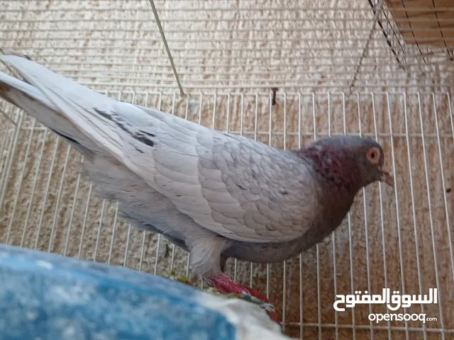 زوج حمام مع فرحهم