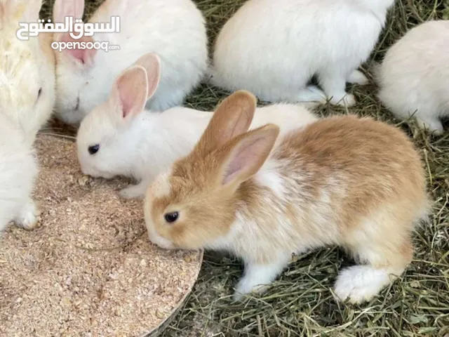 أرنب عماني للبيع