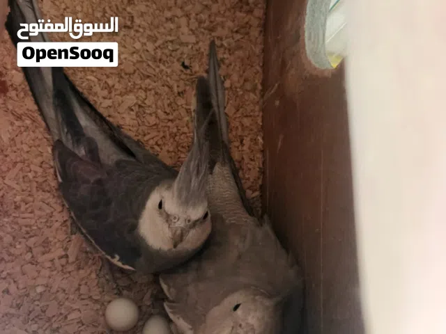ثلاث اجواز ككتيل جوزين وايت فيس وجوز لاتينو وسبلت صلات النبي جواز انظيفه كلو بايض وبيض مخصب كلو جاهز