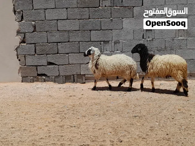 2فطايم وطنيات ربي يبارك عمرهم ف6شهور سليمات من العيوب متع تربيه او موس لبيدبح...