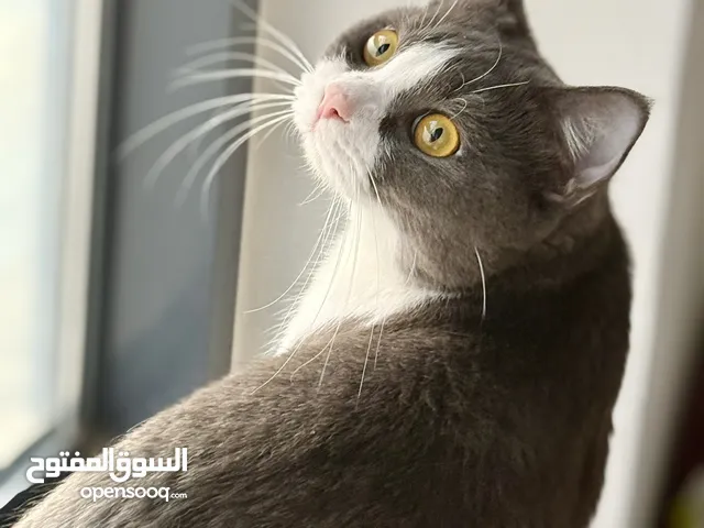 للبيع قطتين إخوات – ذكرين