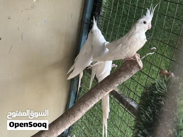 كوكتيل البينو