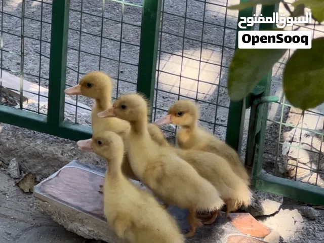 بط تربيه للبيع