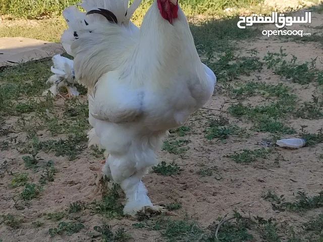 كتكوت براهمه