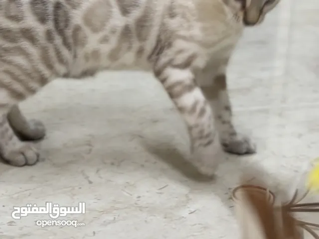 قطط البنغال