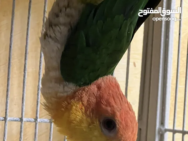 النوع كايكي وايت بلي الجنس انثى العدد 1 اللون واضح العمر 10 شهور