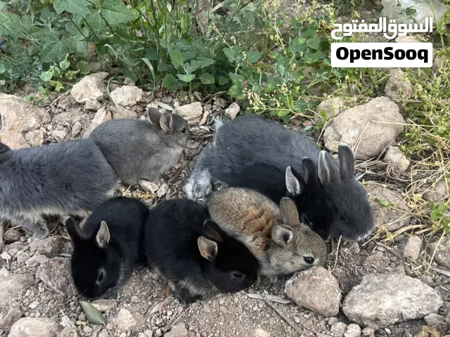 ارانب مقزم هولندي