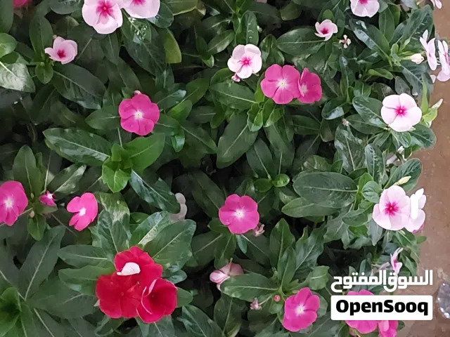 250 m2 5 Bedrooms Townhouse for Sale in Buraimi Al Buraimi