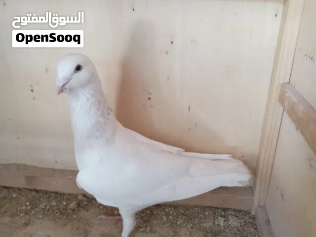 ذكر لحلوح ابيض نادر على ريشات