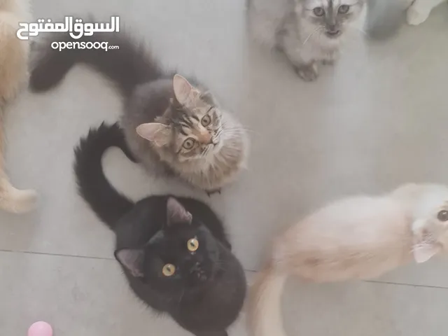 قطط كبيرة للتبني انواع مكس