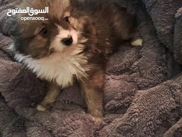 Mini size male puppy